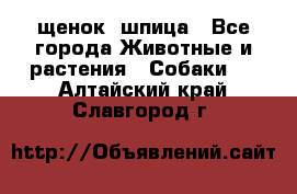 щенок  шпица - Все города Животные и растения » Собаки   . Алтайский край,Славгород г.